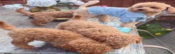 Barboncino Toy cani in vendita: Splendidi Cuccioli Di Barboncino Toy a Provincia di Viterbo - Annuncio 6