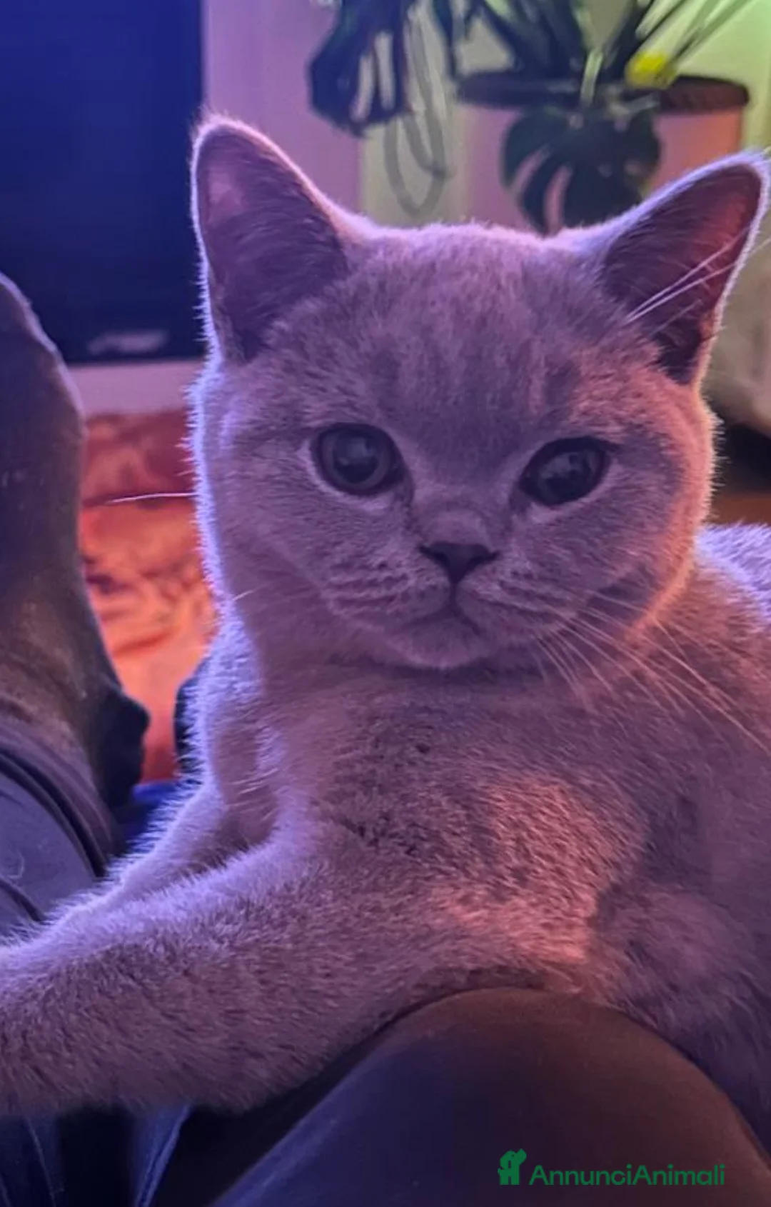 Immagine della galleria {{count}}