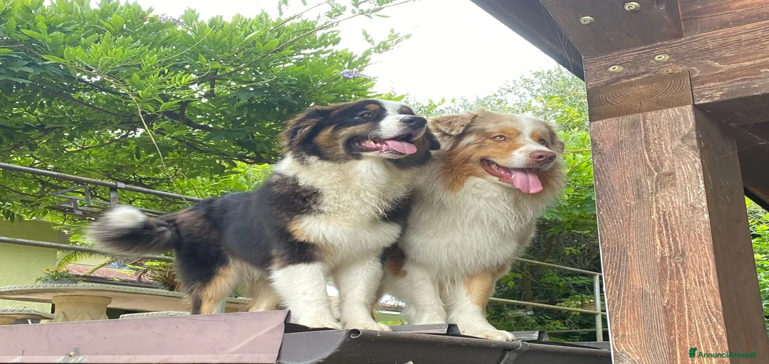 Immagine della galleria {{count}}