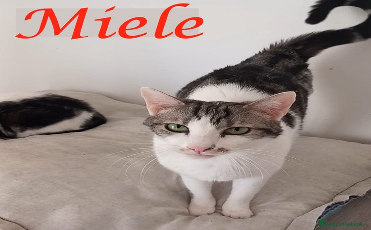 Europeo gatti - Annuncio 15