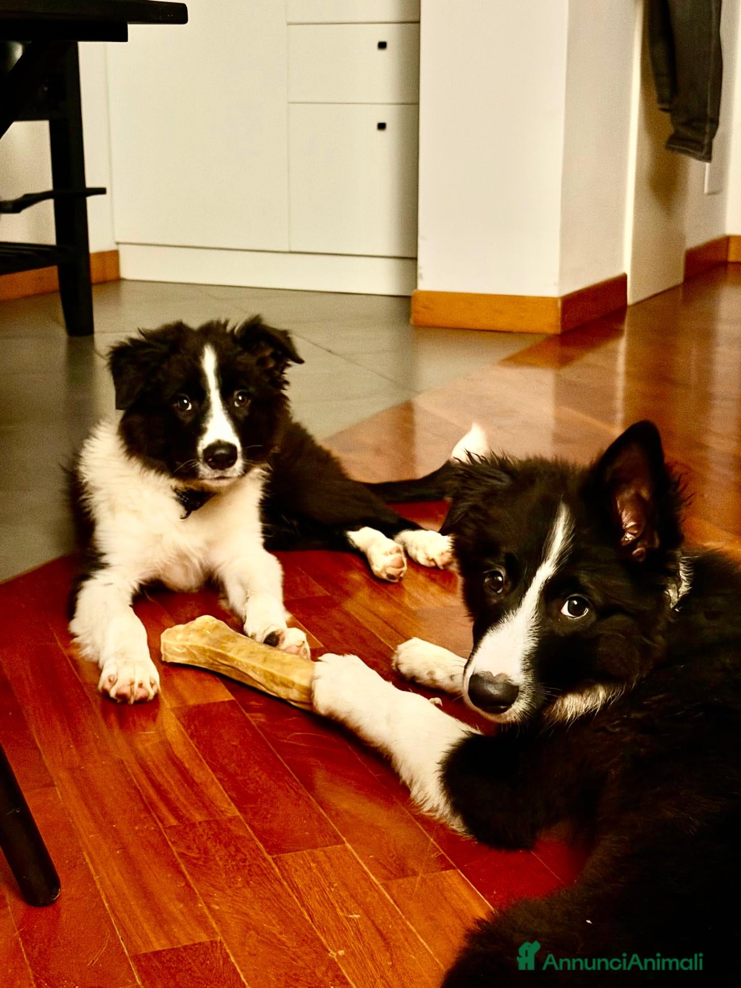 Border Collie cani Due cuccioli maschi di border  - Annuncio 3