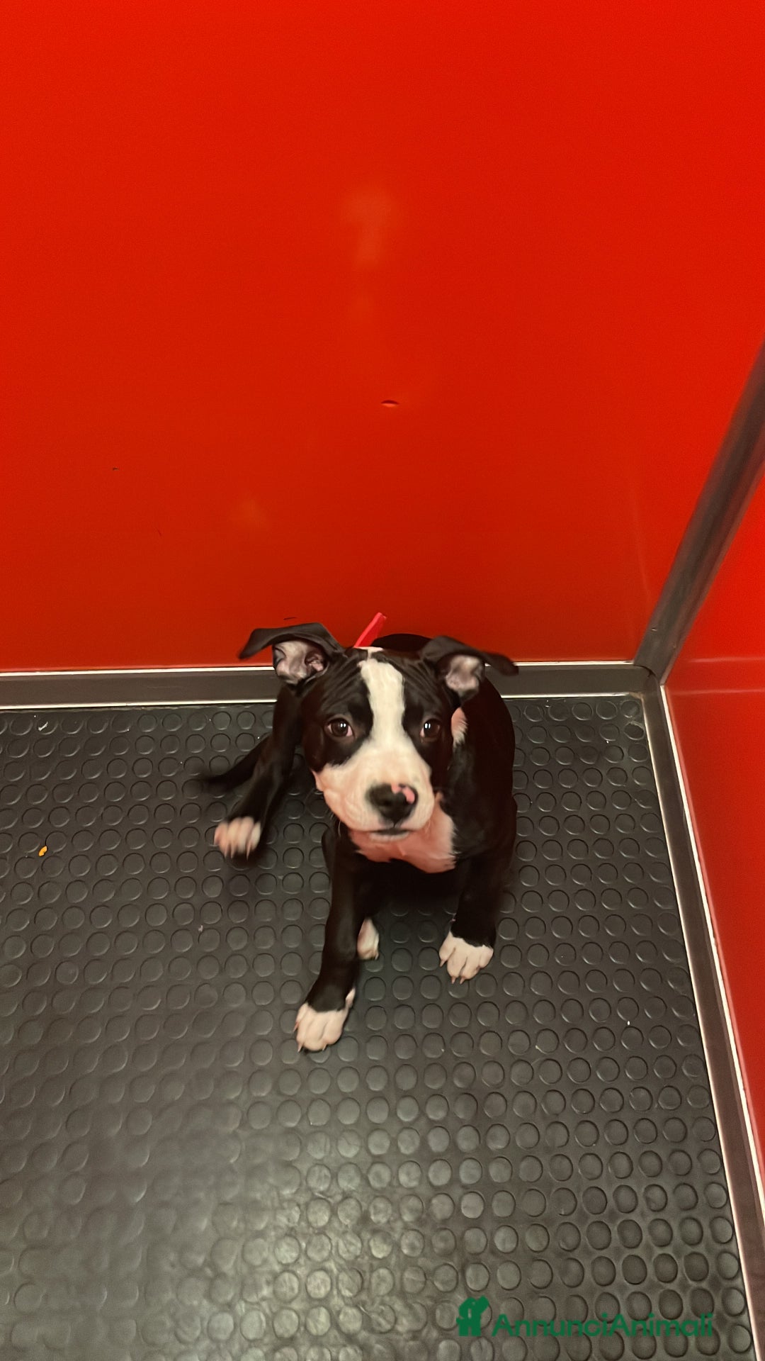 American Staffordshire cani in vendita: splendido cucciolo di amstaff - Annuncio 4