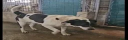 Meticcio cani in regalo: Coffee: super dolce, amico di tutti  - Annuncio 5
