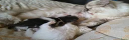 Persiano gatti in vendita: Vendita persiani - Annuncio 6