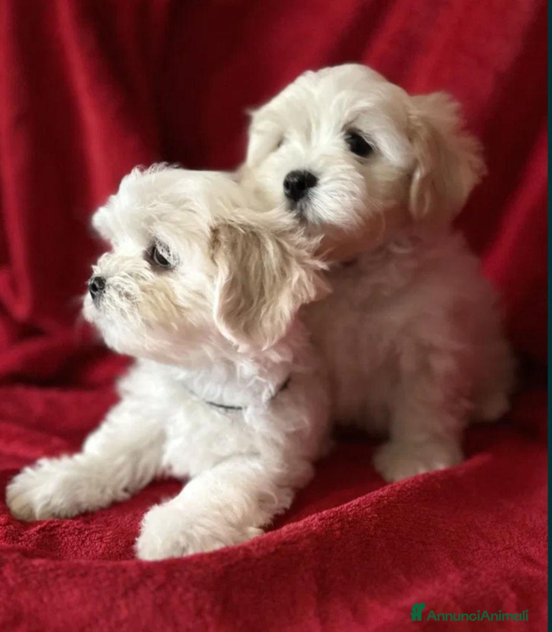 Maltese cani in vendita: Cuccioli di maltese  a Città metropolitana di Milano - Immagine 4