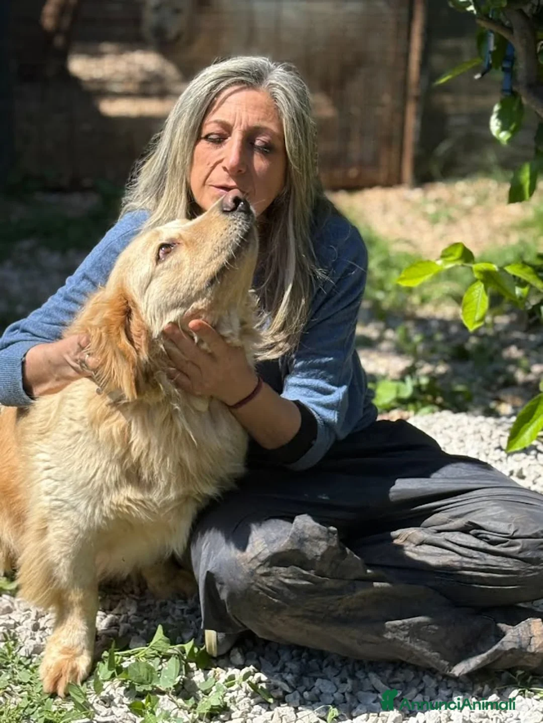 Meticcio cani in regalo: OSCAR bassottone Simil Golden a Città Metropolitana di Bologna - Annuncio 7