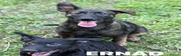 Meticcio cani in regalo: ERNALD e ENRICO, cuccioli PASTORINI super dolci! - Annuncio 6