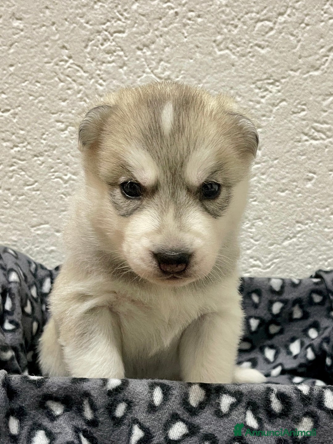 Husky cani in vendita: Cuccioli Siberian Husky Pedigree ENCI - Annuncio 3