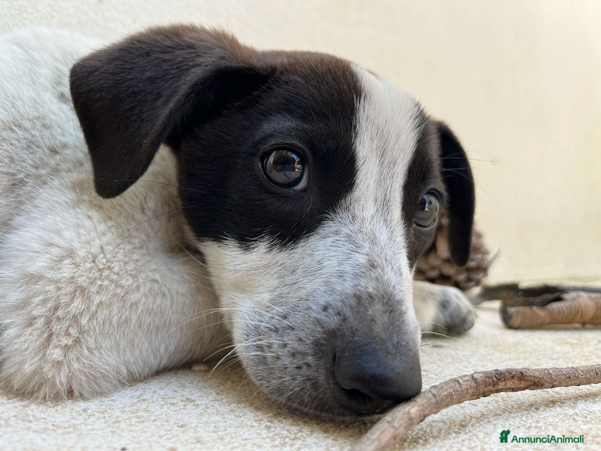 Meticcio cani Mulan - Annuncio 29