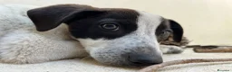 Meticcio cani in regalo: Mulan a Libero consorzio comunale di Trapani - Annuncio 1