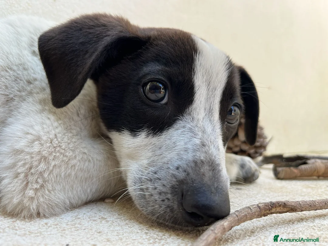 Meticcio cani in regalo: Mulan a Libero consorzio comunale di Trapani - Annuncio 1