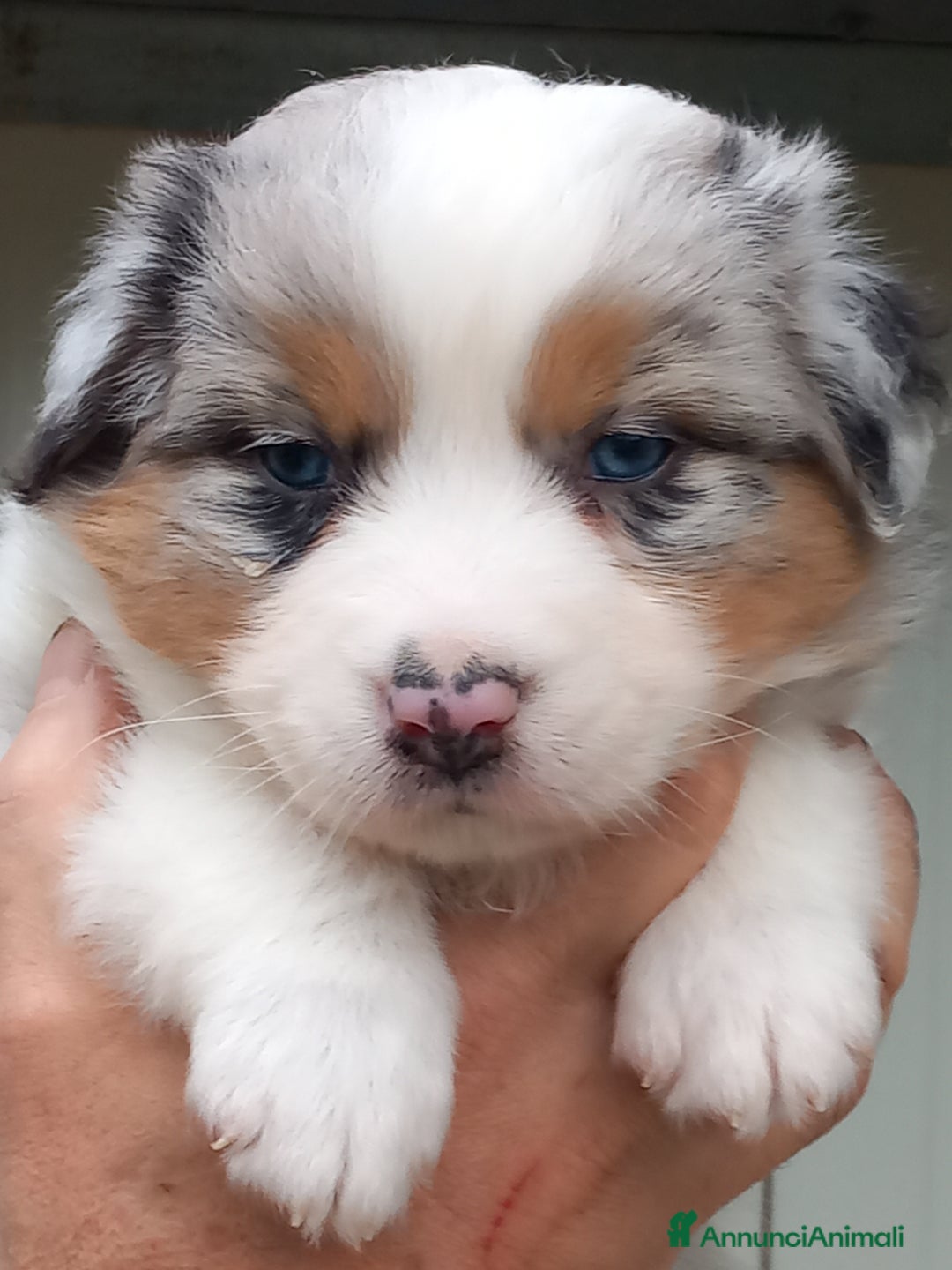 Australian Shepherd cani in vendita: Cuccioli pastore australiano  - Annuncio 3
