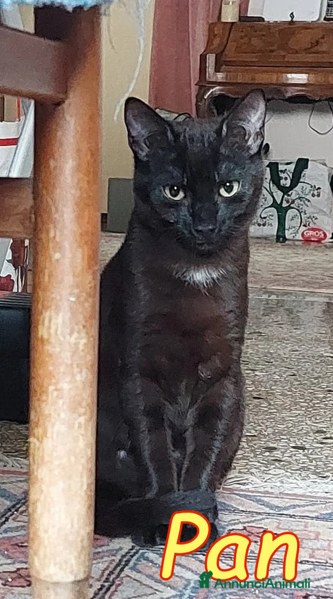 Europeo gatti in regalo: PETER  E PAN PANTERINI  DOLCISSIMI - Annuncio 3