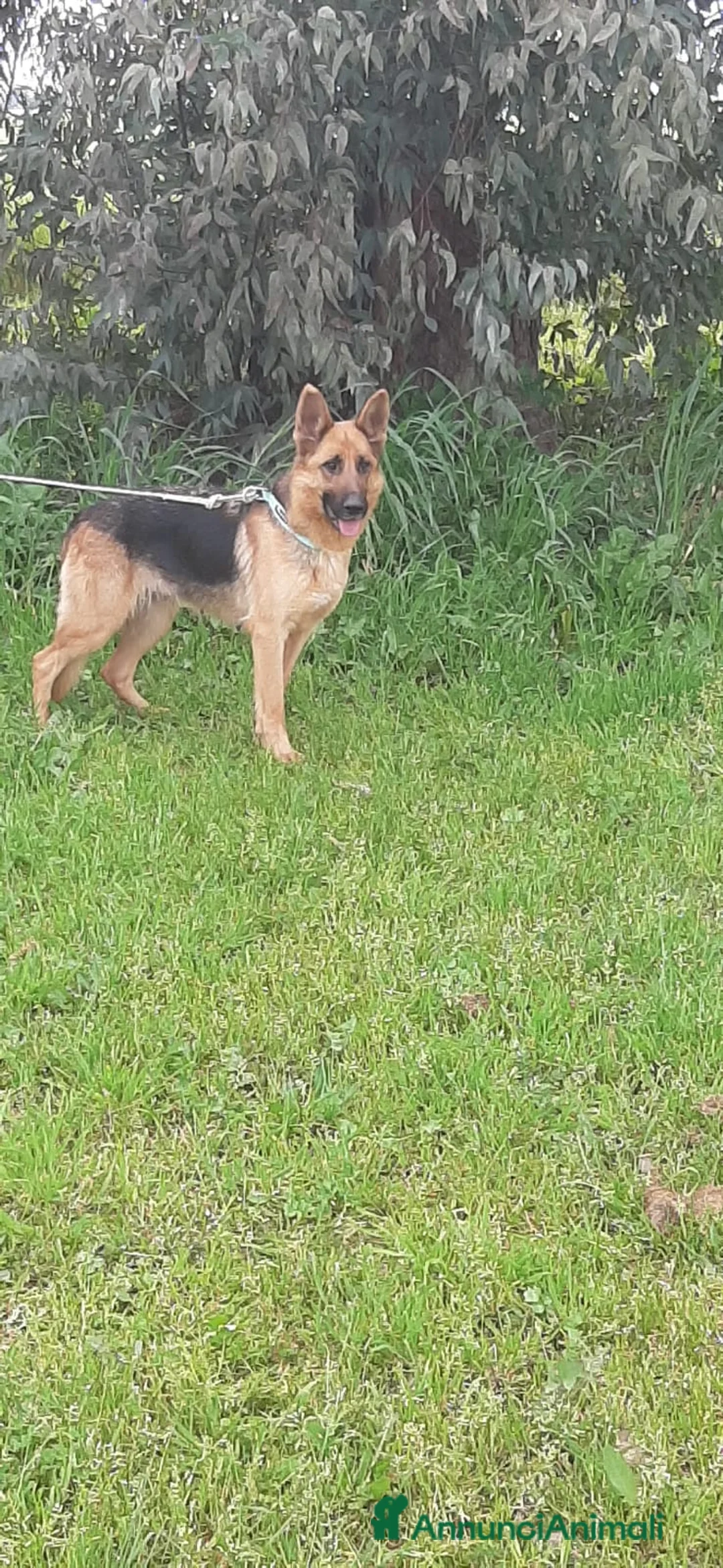 Pastore Tedesco cani in regalo: LUNA cerca casa - pastore tedesco 20 mesi adozione - Annuncio 3