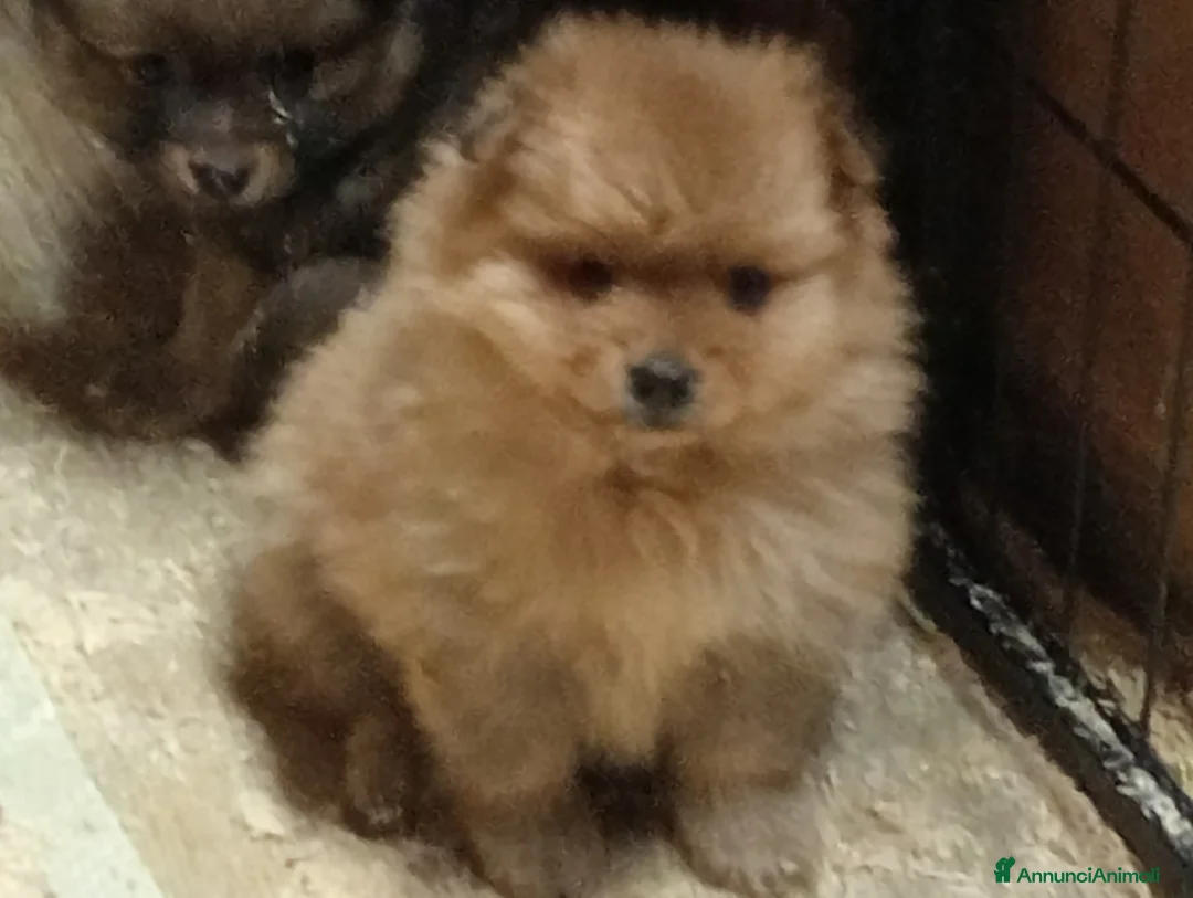 Spitz cani in vendita: Spitz tedesco piccolo  - Annuncio 1