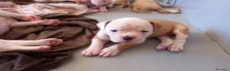 Bulldog cani in vendita: Cucciolo American bulldog  - Annuncio 20