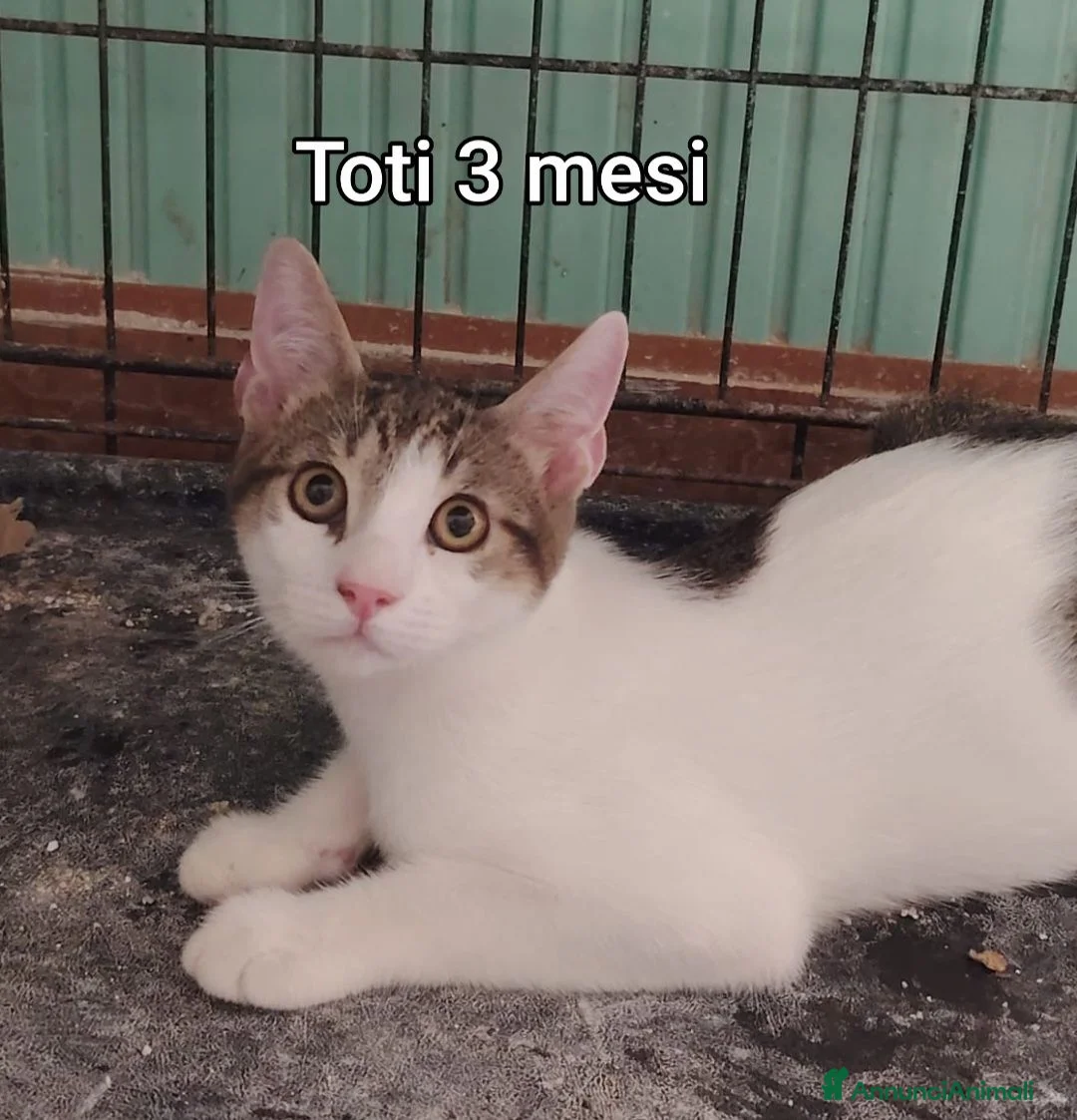 Altre razze gatti in regalo: GATTINI ESCLUSI E SOLI a Città Metropolitana di Genova - Annuncio 10