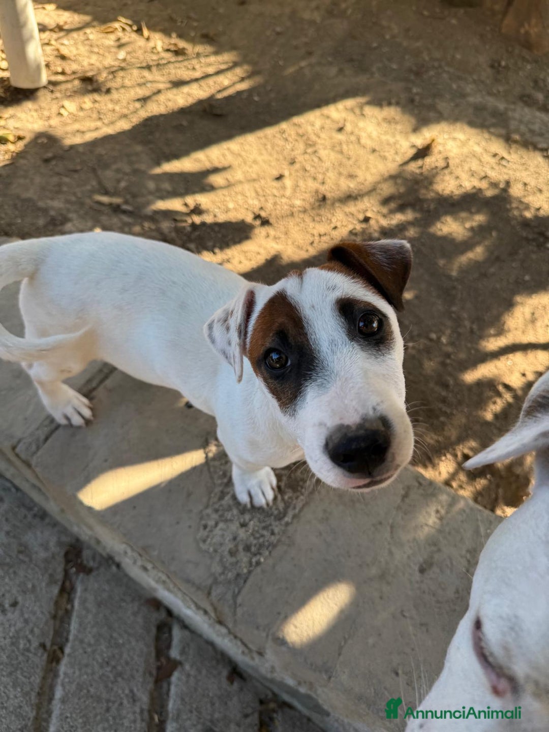 Jack Russell cani in vendita: Vendo cuccioli jack Russell con pedigree  - Annuncio 5