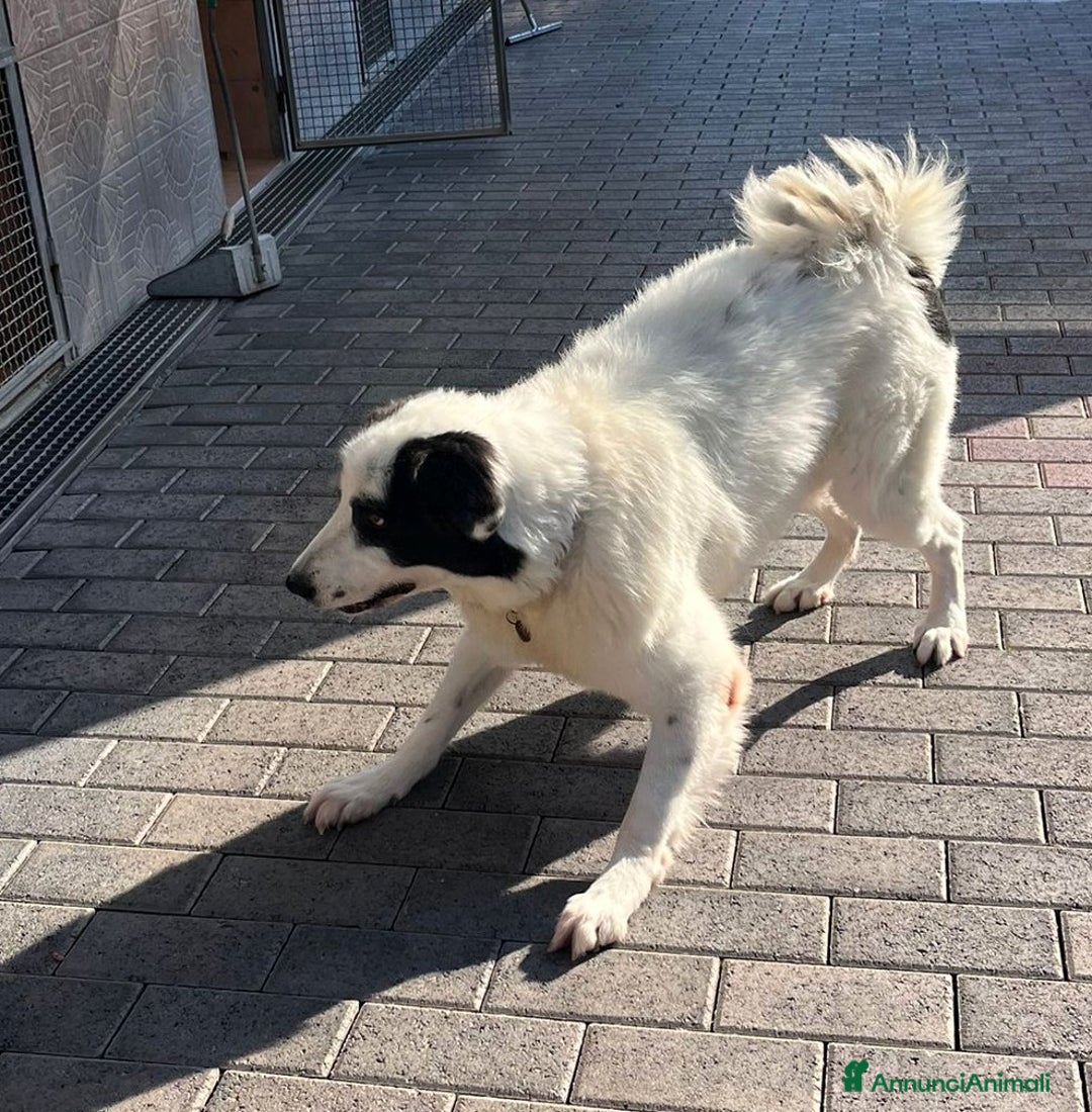 Meticcio cani in regalo: SIMBA MAREMMANO - Annuncio 2