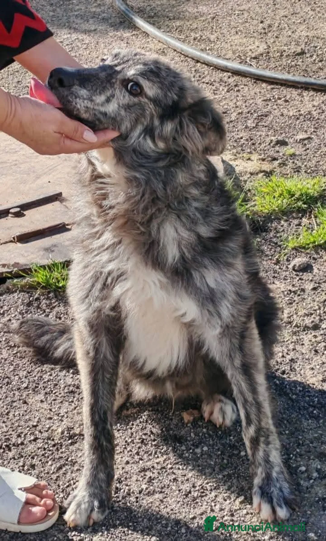Meticcio cani in regalo: Grey, 10 mesi, 15 chili, cerca famiglia  - Annuncio 7