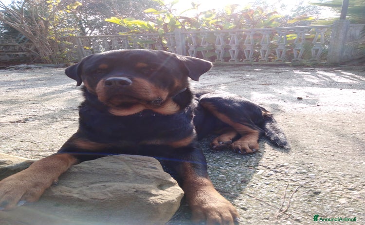 Rottweiler cani a Provincia di Fermo - Annuncio 7