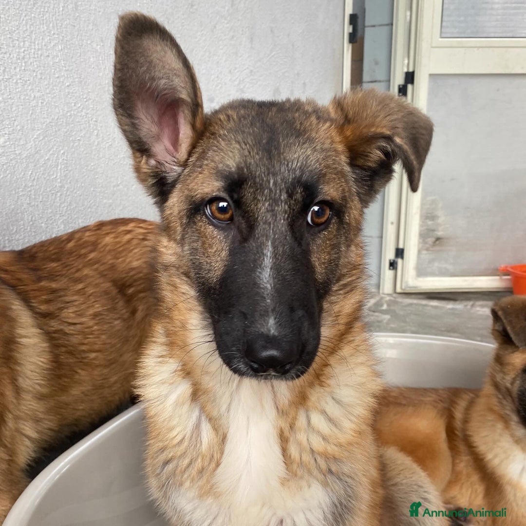 Meticcio cani in regalo: DAFNE cucciolona incrocio pastore belga adozione - Annuncio 5