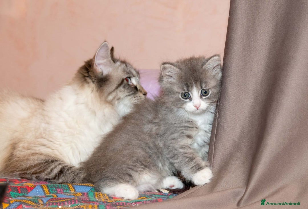 Siberiano gatti in vendita: Gattini siberiani  a Provincia di Padova - Immagine 5