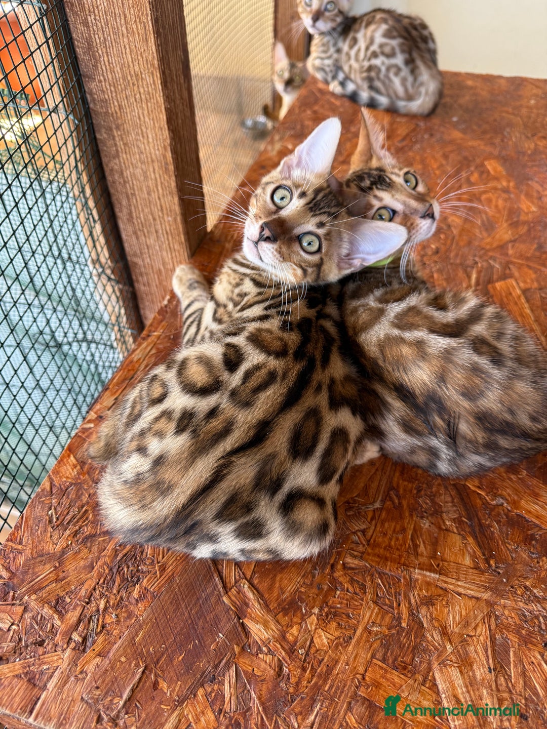 Bengala gatti in vendita: Bellissimi cuccioli  a Città metropolitana di Roma Capitale - Immagine 2