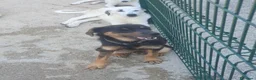 Meticcio cani in regalo: SPINO - Annuncio 11