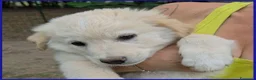 Meticcio cani in regalo: TZATZIKI simpatico cucciolotto - Annuncio 6