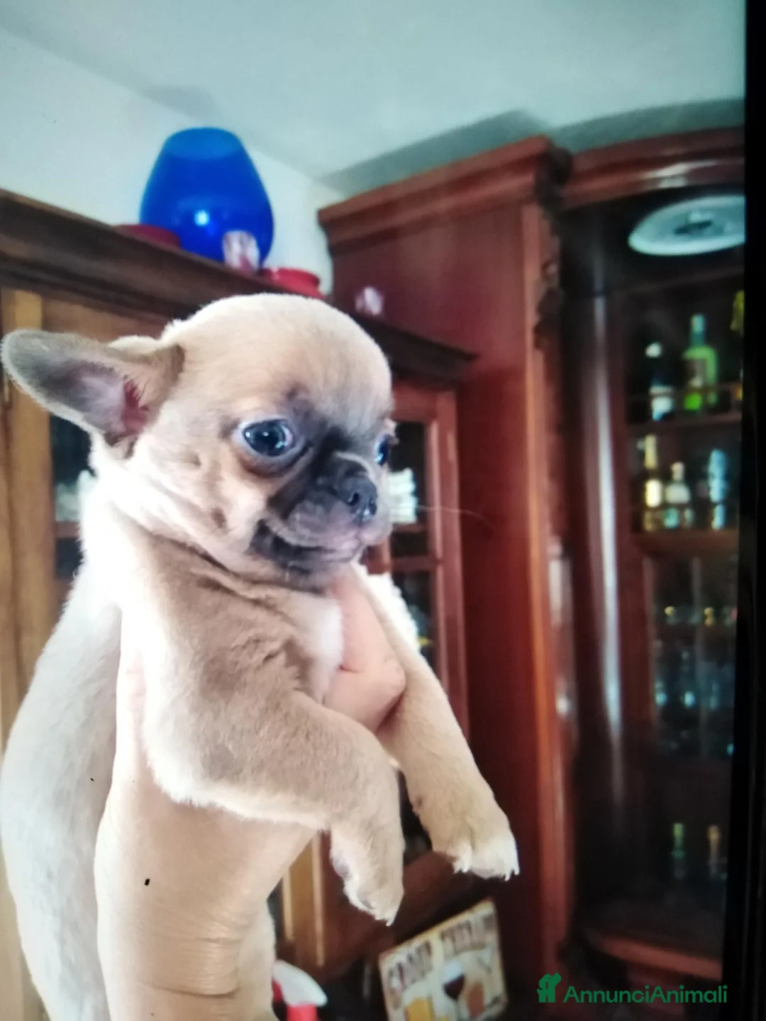 Chihuahua cani in vendita: Chihuahua cucciola femmina  - Annuncio 4