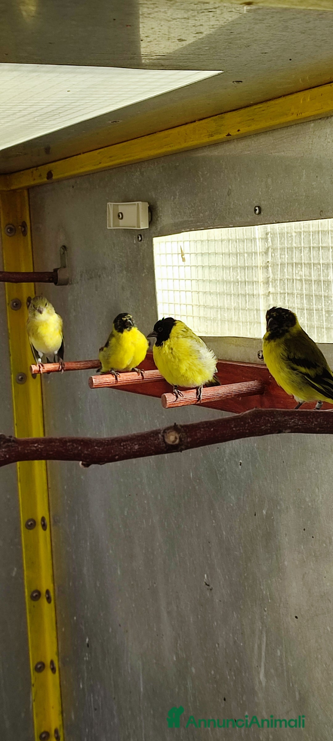 Altre razze gatti in vendita: Lucherini Di Magellano Novelli 2025 - Annuncio 3