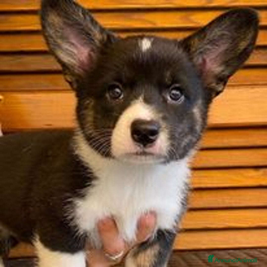 Corgi Cardigan cani in vendita: WELSH CORGI CARDIGAN - Annuncio 8