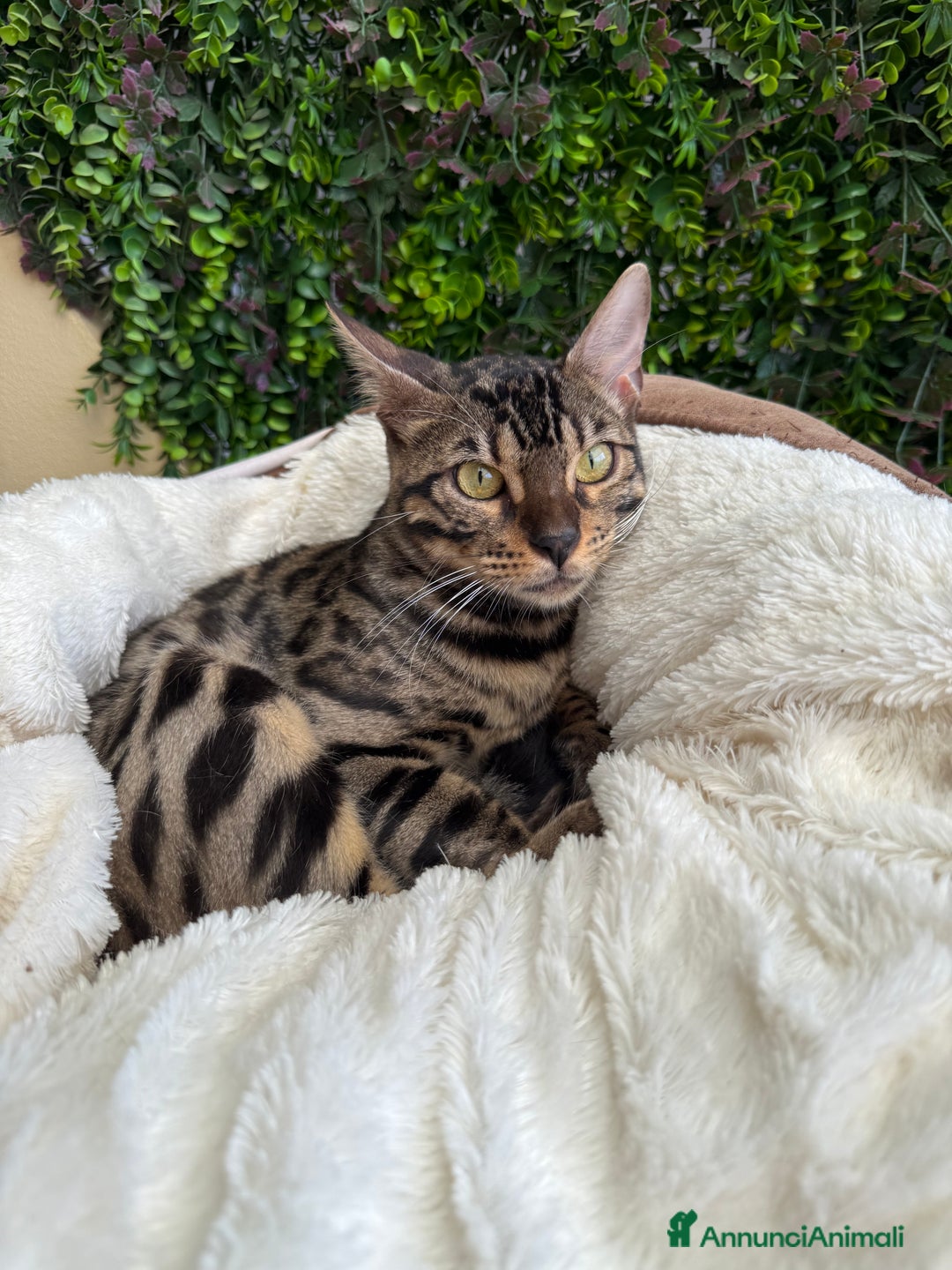Bengala gatti in vendita: Gattina bengala colorazione WILD a Rome - Immagine 11
