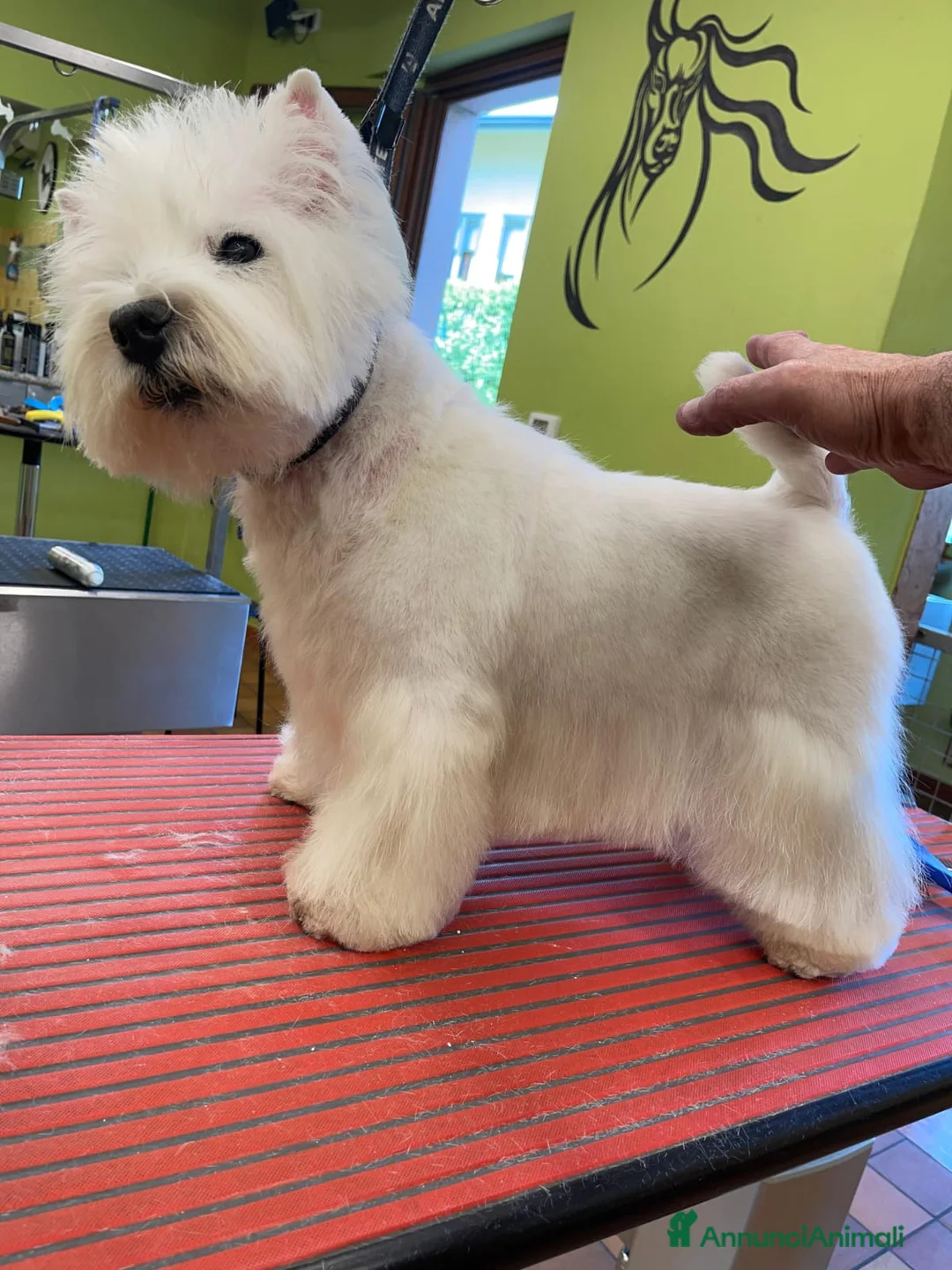 West Highland cani in vendita: West Highland  - Annuncio 5