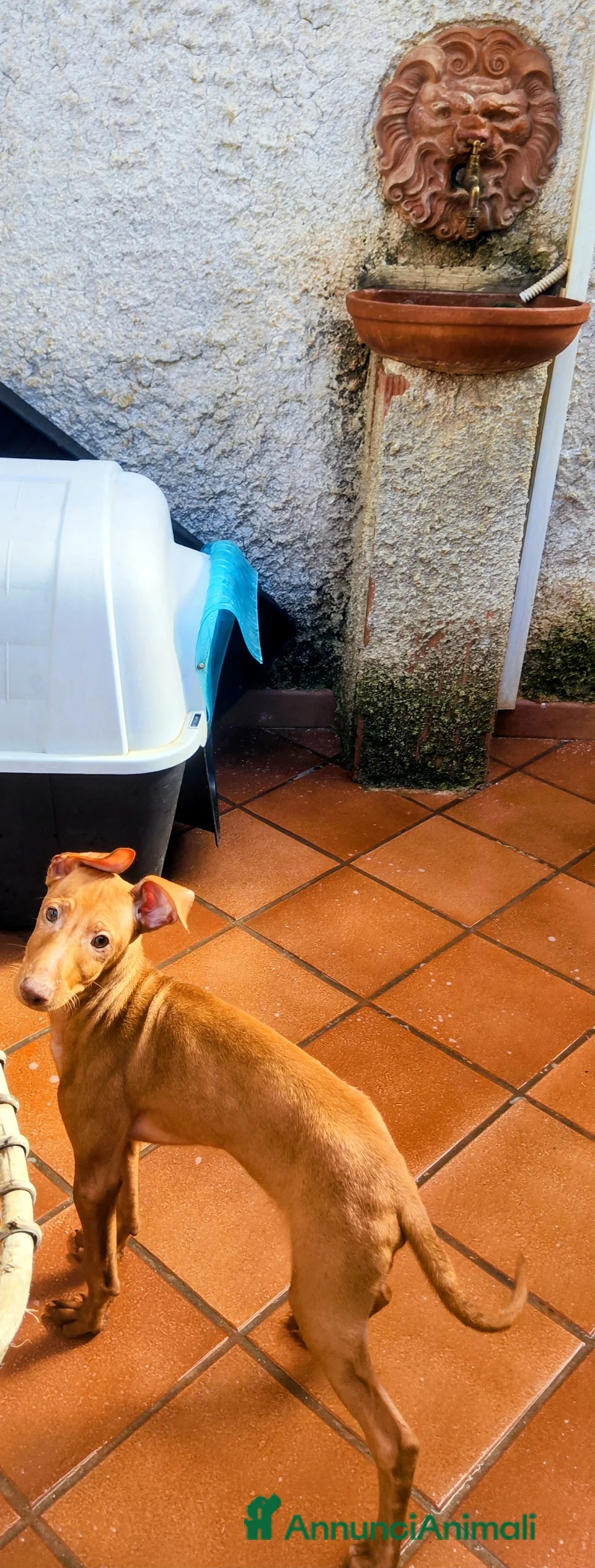 Cirneco dell'Etna cani in vendita: Cuccioli di Cirneco dell'Etna - Annuncio 13