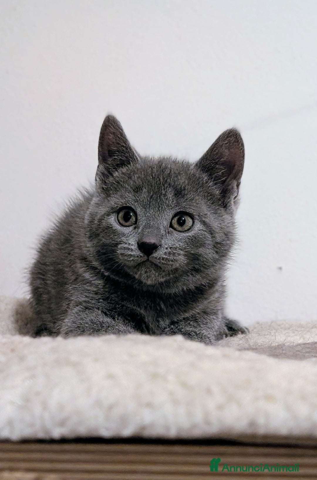 Certosino gatti in vendita: Cuccioli di certosino alta genealogia  - Annuncio 4