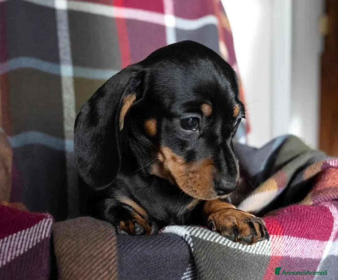 Bassotto cani in vendita: Bassotti Nani – Genitori Geneticamente Testati 🧬 - Annuncio 2