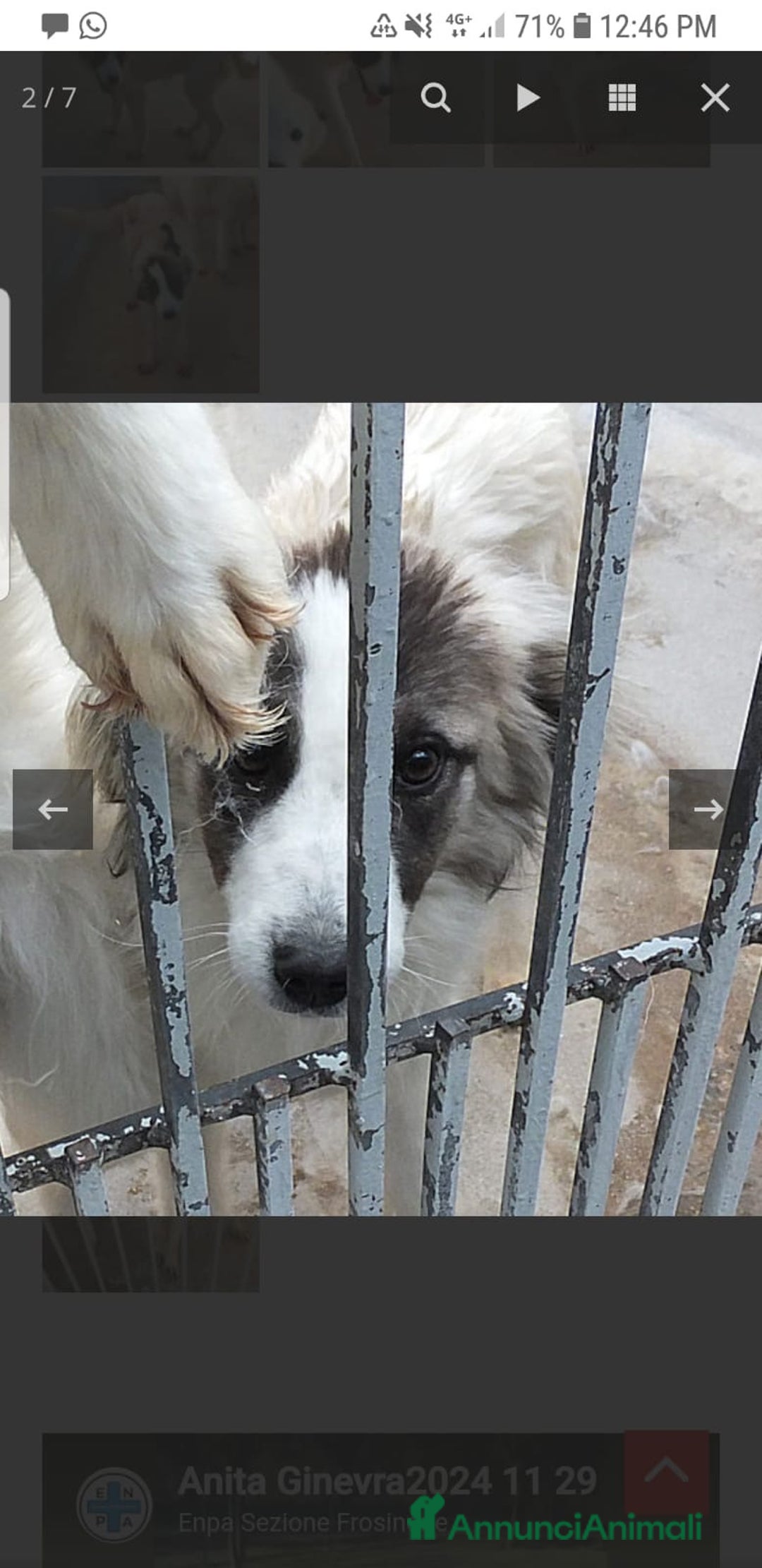 Australian Shepherd cani in regalo: ADOZ.DEL CUORE: pastorina, dolce,buona,vive in box - Annuncio 4