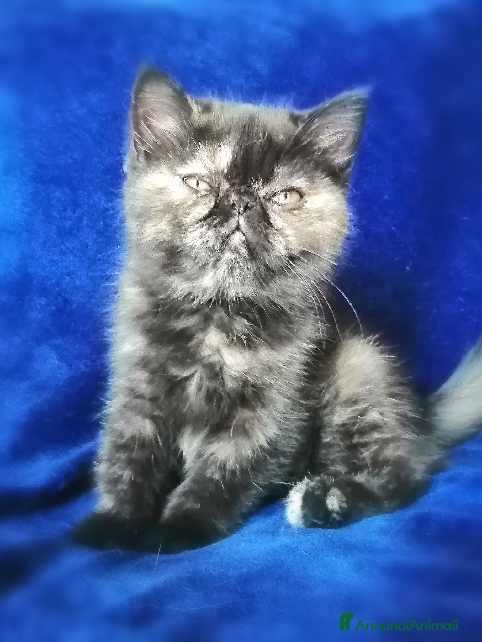 Exotic Shorthair gatti Exotic shorthair gattina con pedigree  - Annuncio 3