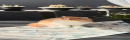 Persiano gatti in vendita: Cucciolo di Persiano Ipertipo  - Annuncio 3