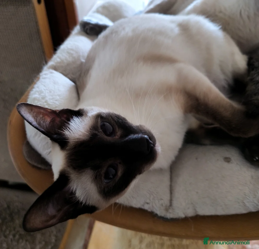 Thai gatti in vendita: Cuccioli Old Style Siamese, microchip e Pedigree - Annuncio 2