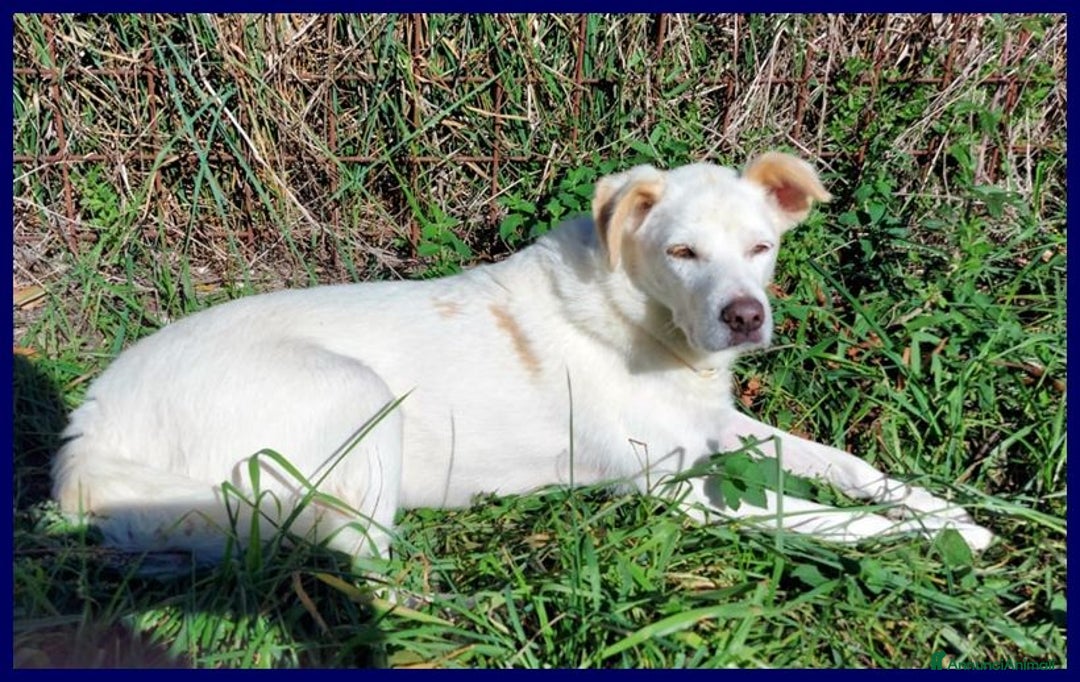 Meticcio cani in regalo: BILLY fa da nonno ai cuccioli! - Annuncio 3