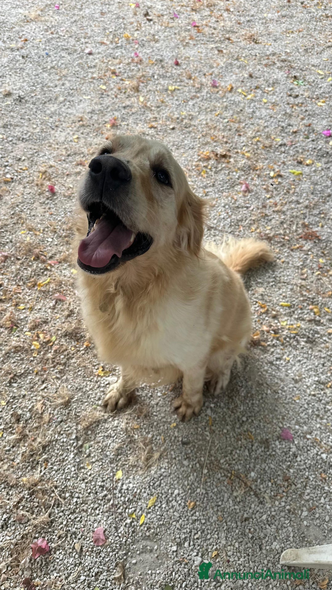Golden Retriever cani in regalo: Splendido Golden Retreiver - CASPER - Annuncio 6