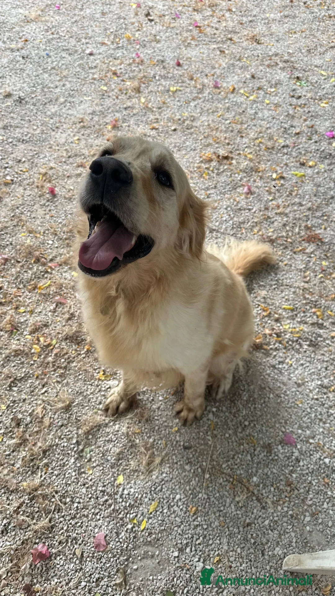 Golden Retriever cani in regalo: Splendido Golden Retreiver - CASPER - Annuncio 6