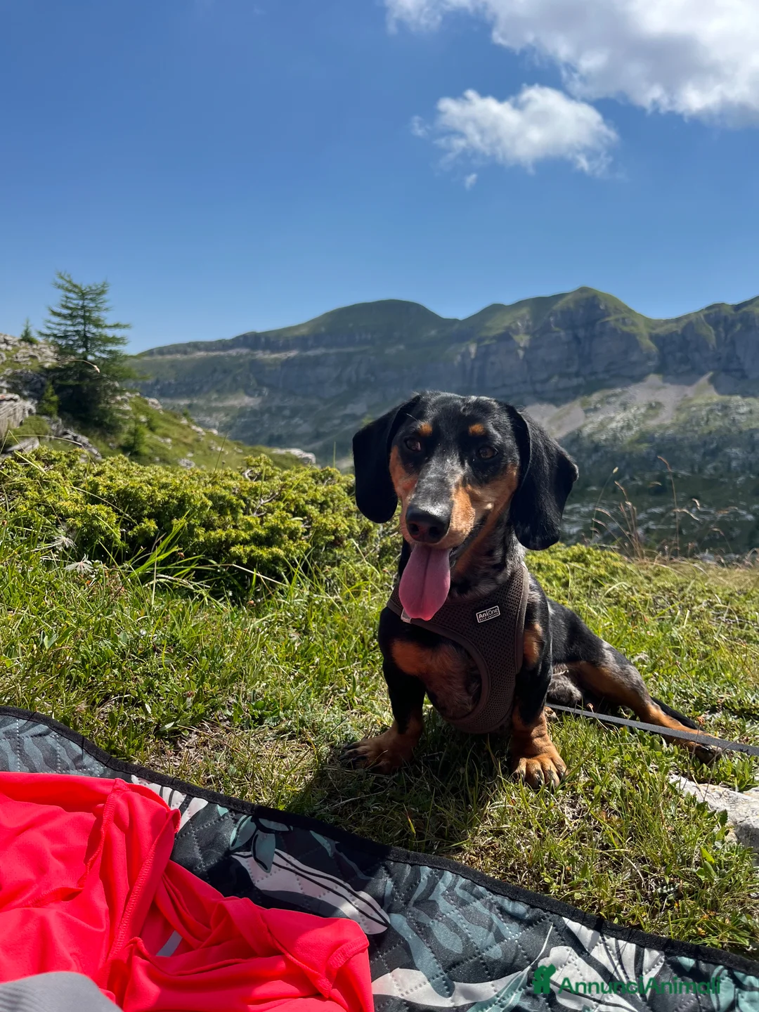 Bassotto cani per accoppiamento: Bassotto Arlecchino per monta (Bologna) a Città Metropolitana di Bologna - Annuncio 2