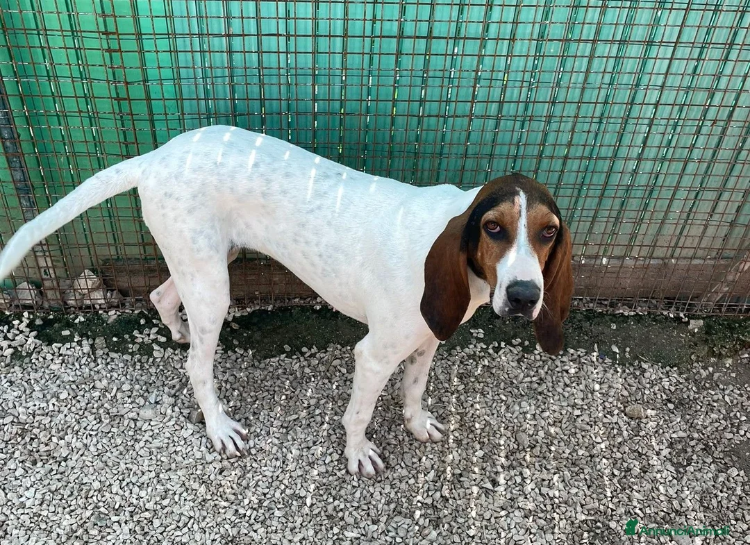 Meticcio cani in regalo: MAMMA E FIGLIA - Annuncio 2