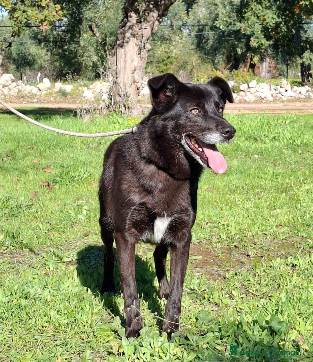 Meticcio cani in regalo: Crik&Crok Cerca Famiglia. Info Monica 3890238584 - Annuncio 8