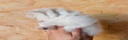 Volpino Pomerania cani in vendita: Cuccioli di Pomerania nano  - Annuncio 25