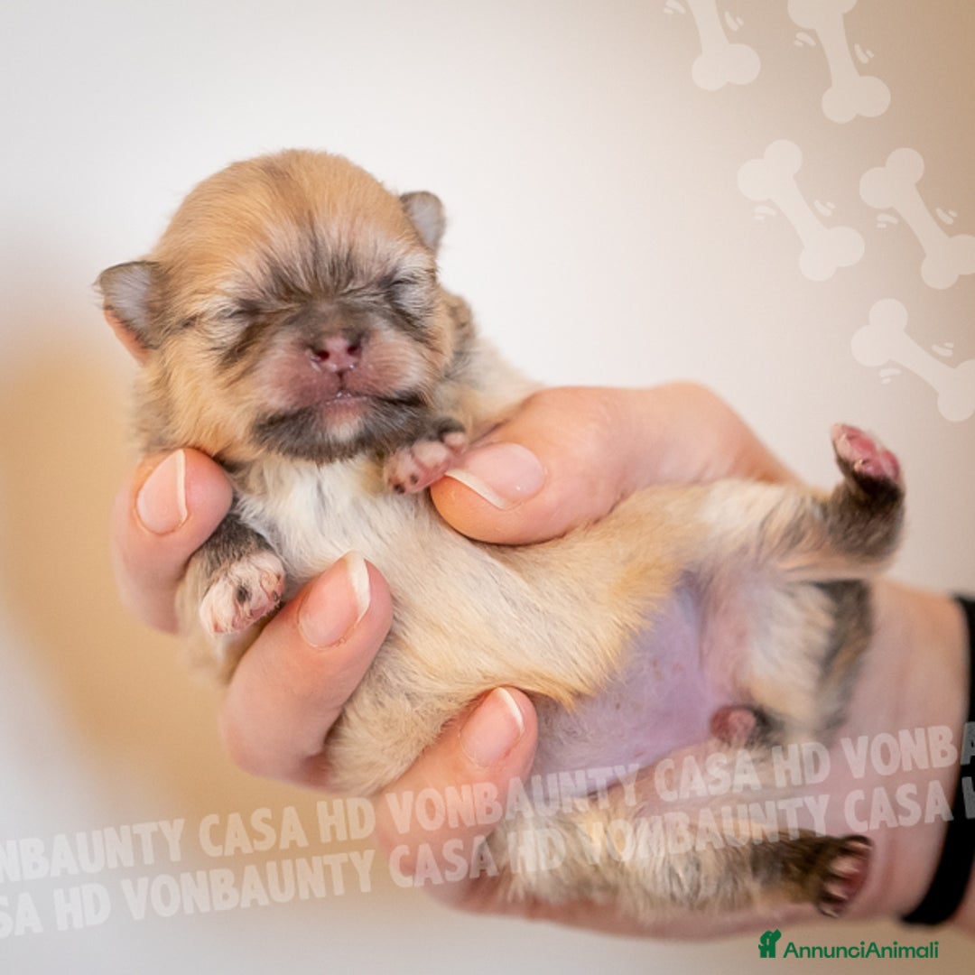 Volpino Pomerania cani in vendita: Cuccioli Spitz Nano di Pomerania - Annuncio 10